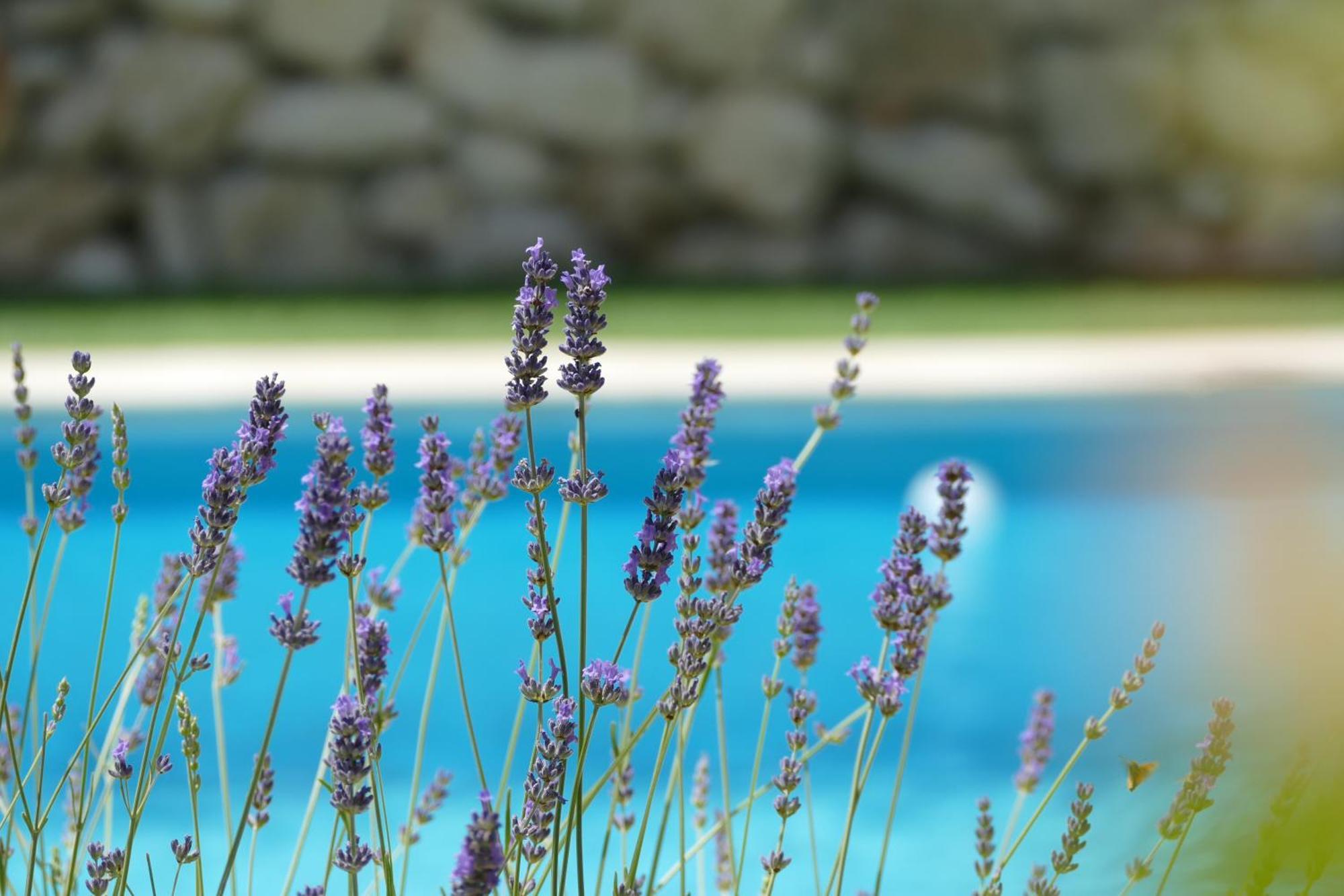 Kalpic Suites & Villa Lozovac Kültér fotó
